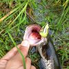 angler.kalteng1