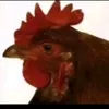 ilovetiktok1421