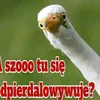 _radi_38