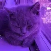 bunny_3586
