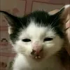 dangquynhmai20