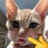 lsnan_h