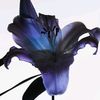 emmaarshad__