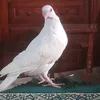 akramelhalh