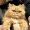 oreesshhka