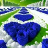 hadzovic.jaquelin