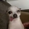 ineedasnaccc