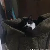 grannylda_calva