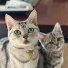Soggycat