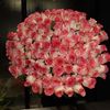 marai431_