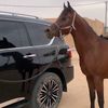 al3nzi_84