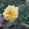 supyae2128