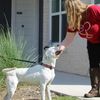 beccathedogtrainer