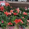 marciarosa13826