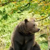 teddi_bear_235