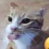 genericusername74