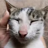 miuungaos