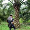renaldy13__