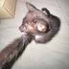 ucingbudug.com