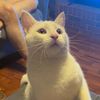 catsrcutez