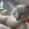 catroom444