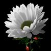 md.shahan012