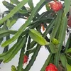 mariajosedonas935