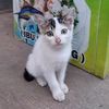 kesyaa_017