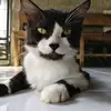 gilenk
