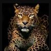 maherayed303