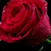 amar......7
