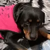 antonella_x_d