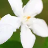 fleurparis75