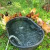 everythingchickens