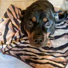 rottie537