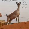 فهدددد ( للتهجين )