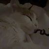 wiam_546