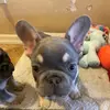 bentley_the_frenchie2.0
