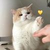 snowball_1128
