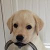iheartanimals1998