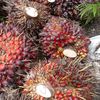 sansaputra070492