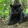 black.tiger514
