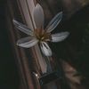 lianar_s