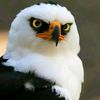 naqash__afridi10