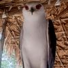 kokhinmaungoo3