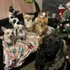 gems_chihuahuas