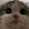 nadashraf22