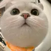 tiktoktraveler3