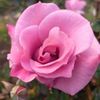 noreenmalik2185