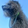 _that_working_mutt_